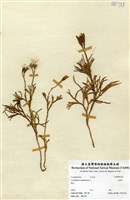 藏品(地刷子)的圖片